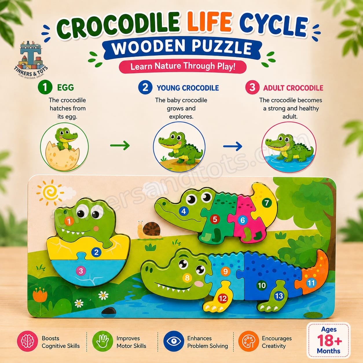 Life cycle puzzle (crocodile)